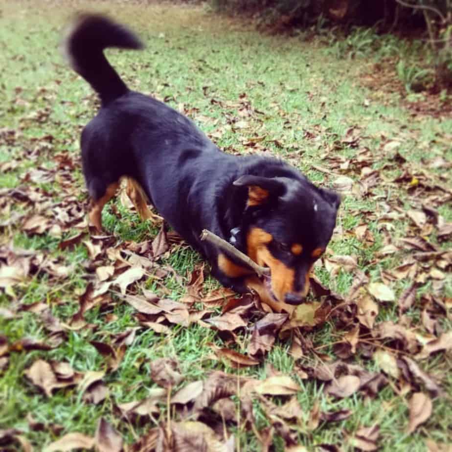 Rottweiler and Corgi Mix: What to Expect (Learn All About This Unique Crossbreed)