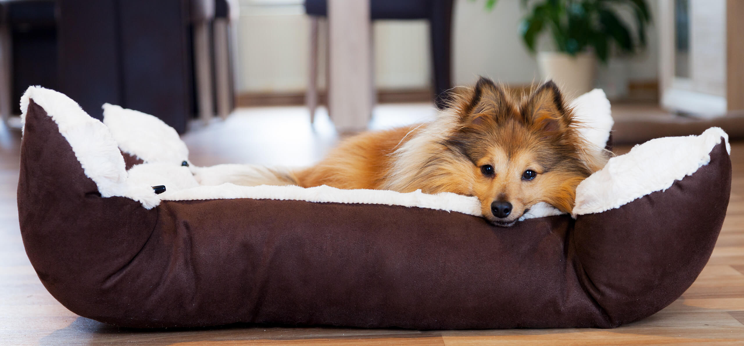 Dog Bed News: Find the Perfect Bed for Your Dog Today