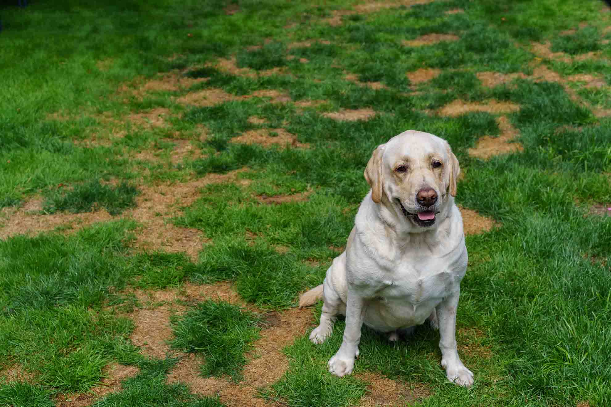 Weed and Feed and Pets: How to Protect Your Furry Friends
