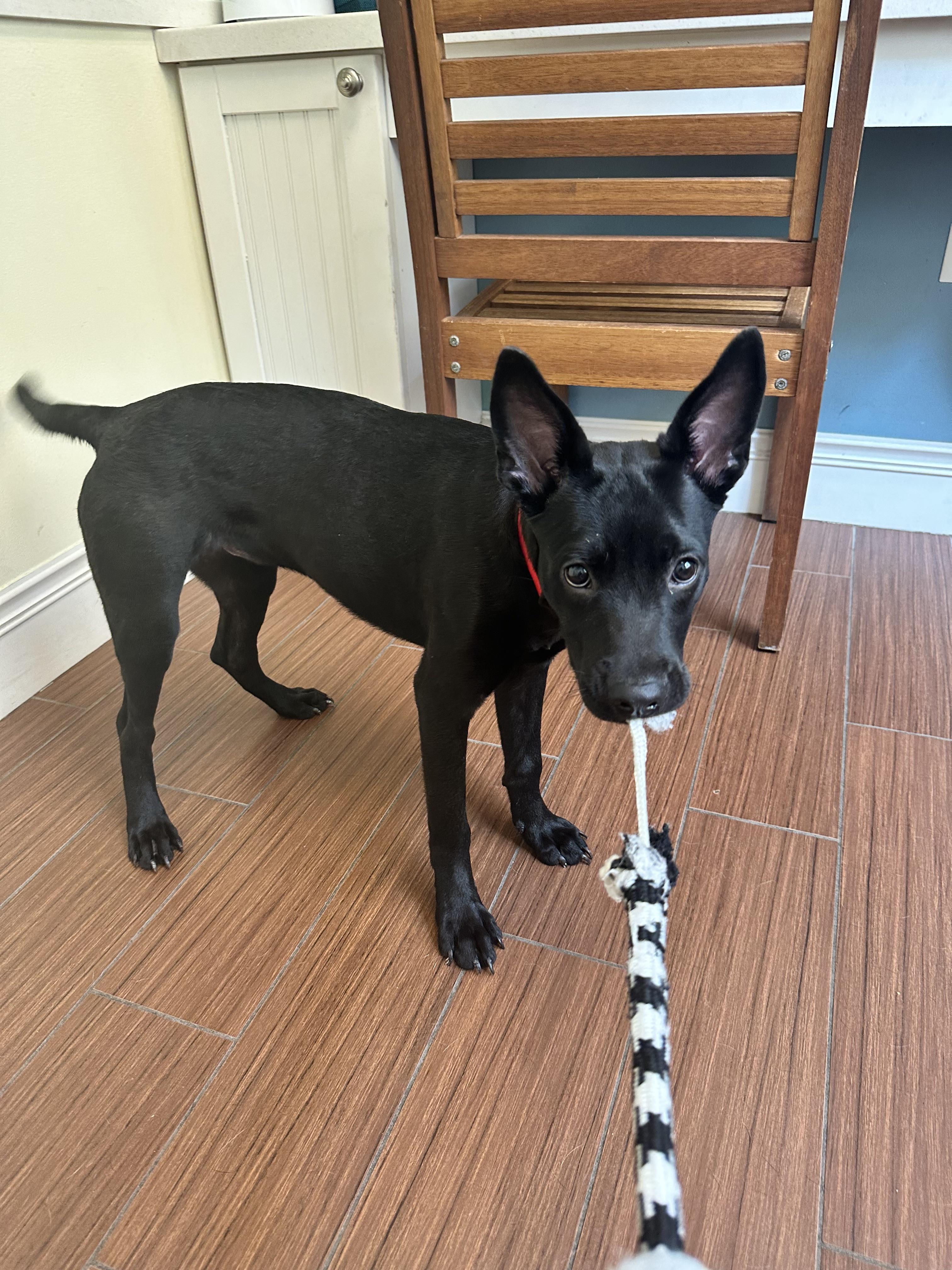 Is a Basenji Labrador Retriever Mix Right for You?