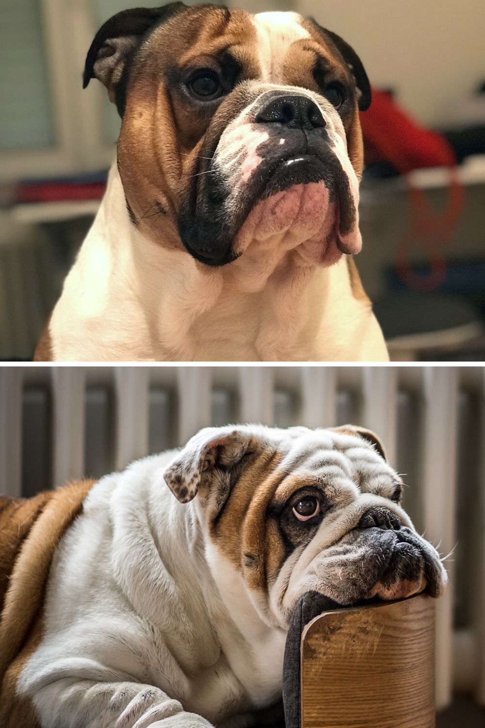 English Bulldog vs American Bulldog: Which Breed is Right for You?