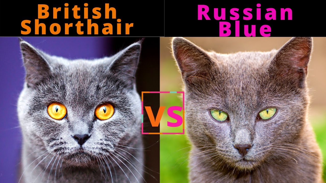 Choosing Between a Russian Blue and a British Blue Cat