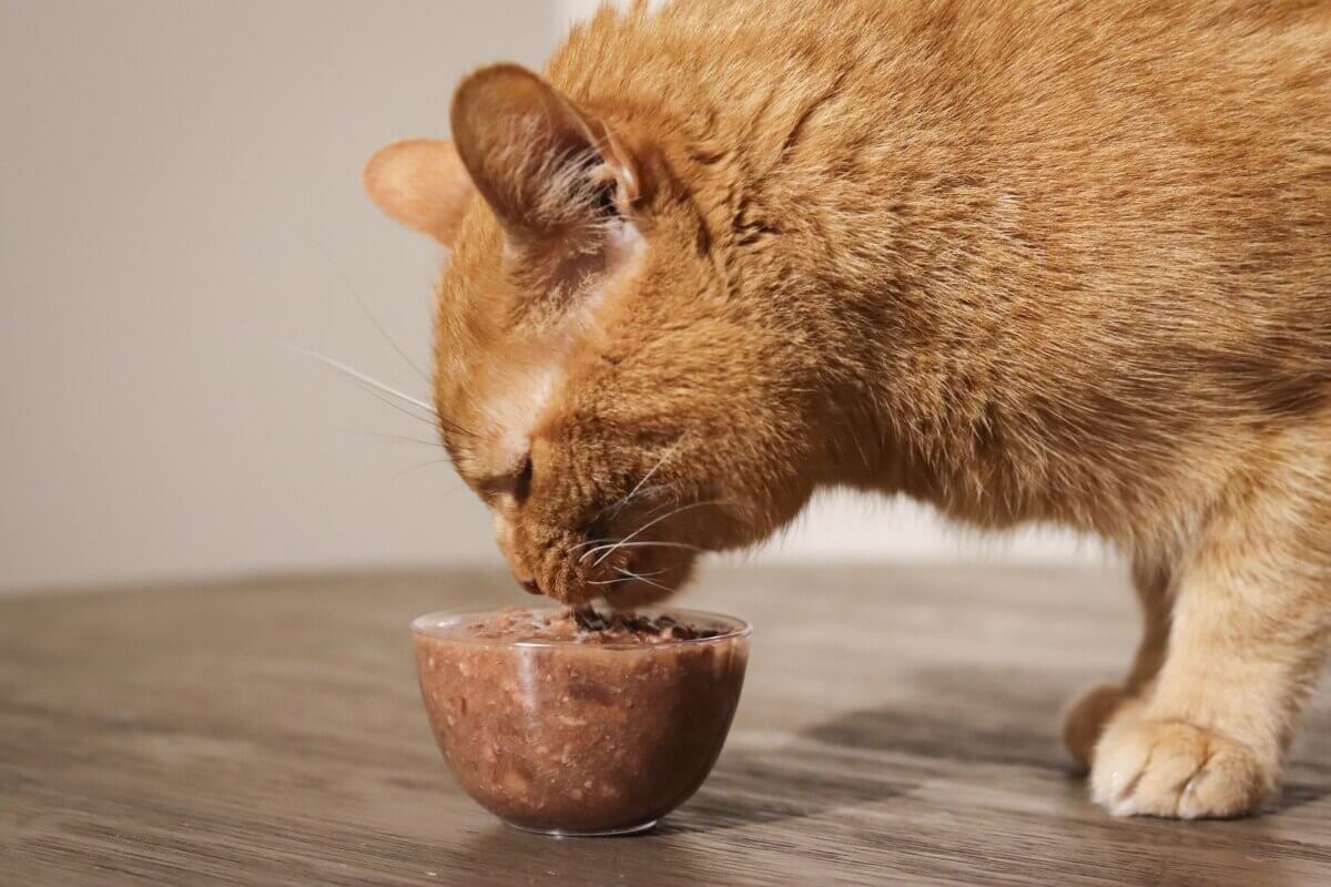 Cat food for hyperthyroidism: What to feed your sick kitty?
