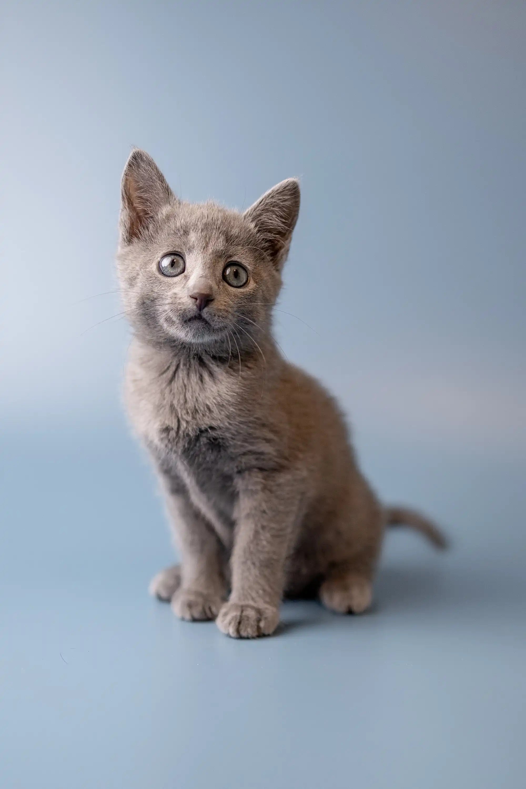Russian Blue Cattery: Get Your Dream Kitten from a Reputable Breeder