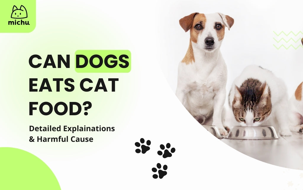 Can Cats Eat Fresh Pet Dog Food Dangers and Risks Explored