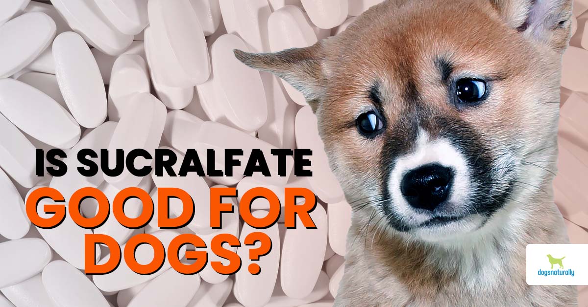 Sucralfate for Dogs: A Simple Guide to Help Your Dogs Stomach.