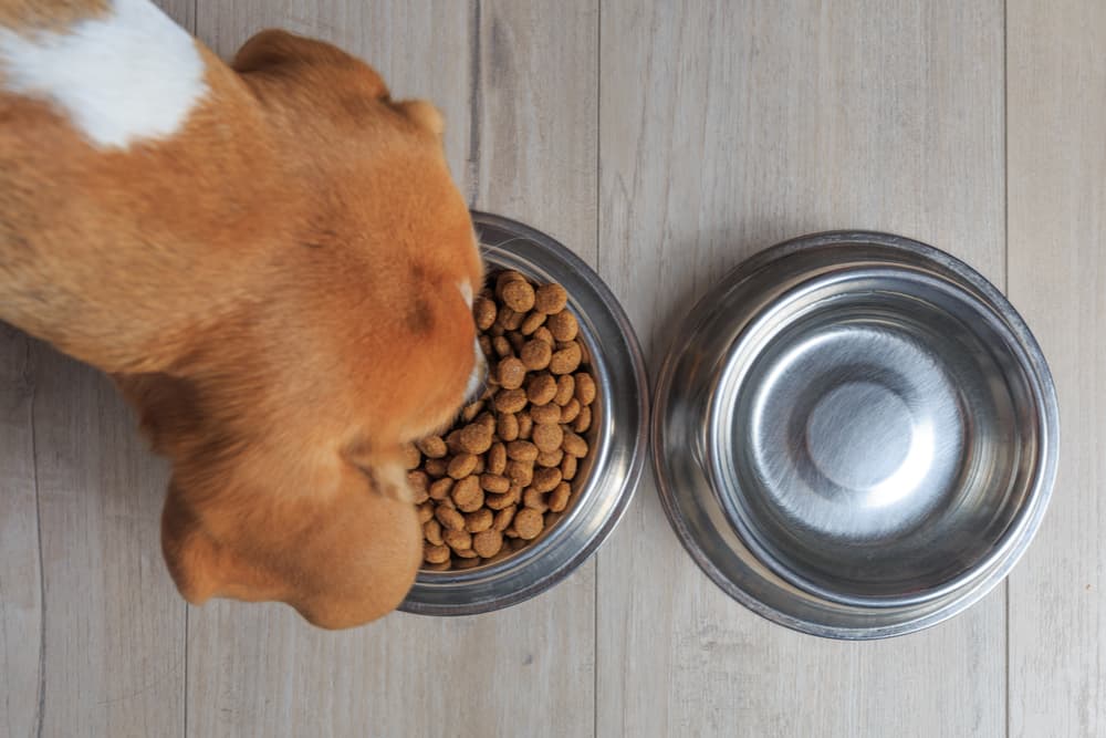 Low Phosphorus Dog Food: What You Need to Know Today!