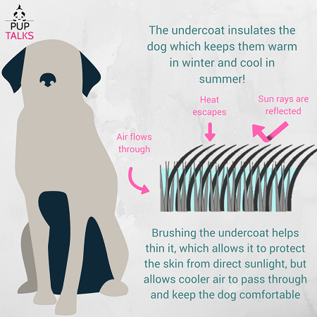 Understanding Labrador Retriever Temperature Tolerance in Hot Weather