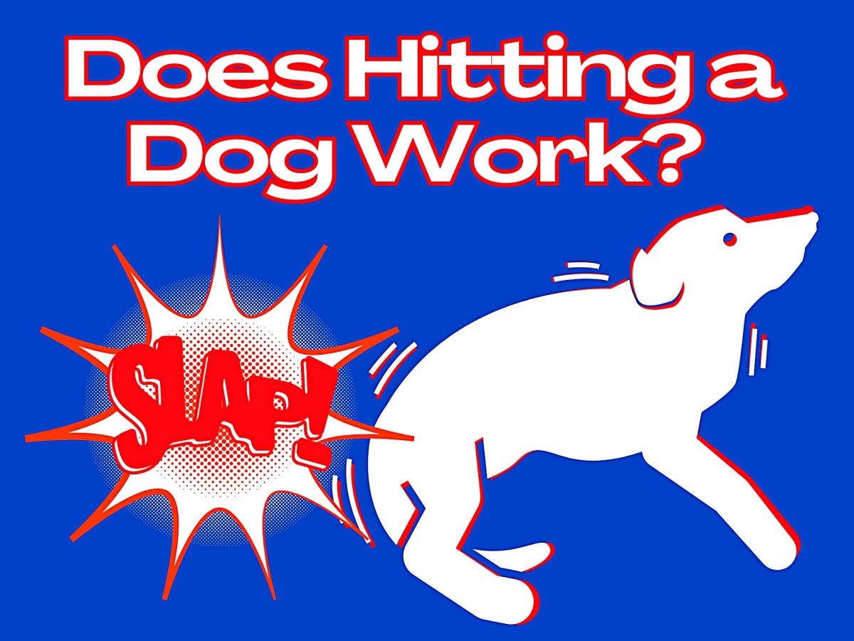 Stop Hitting Dog with Newspaper Now: Gentle Training That Works