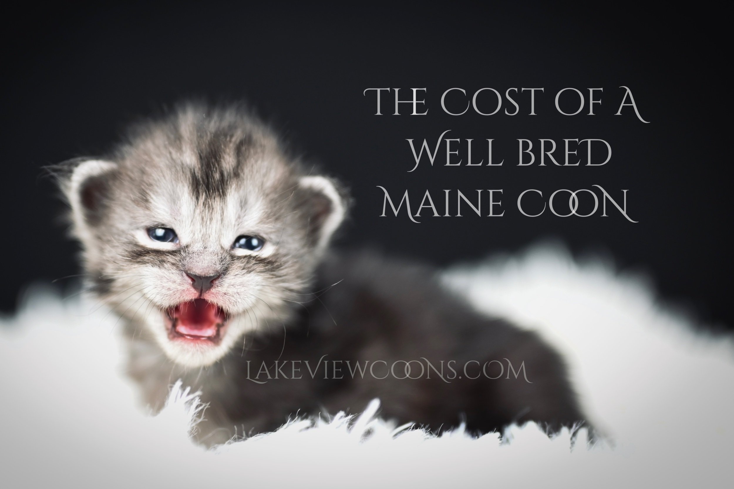 Maine Coon Cattery Indiana: Adoption vs Breeder Costs Guide