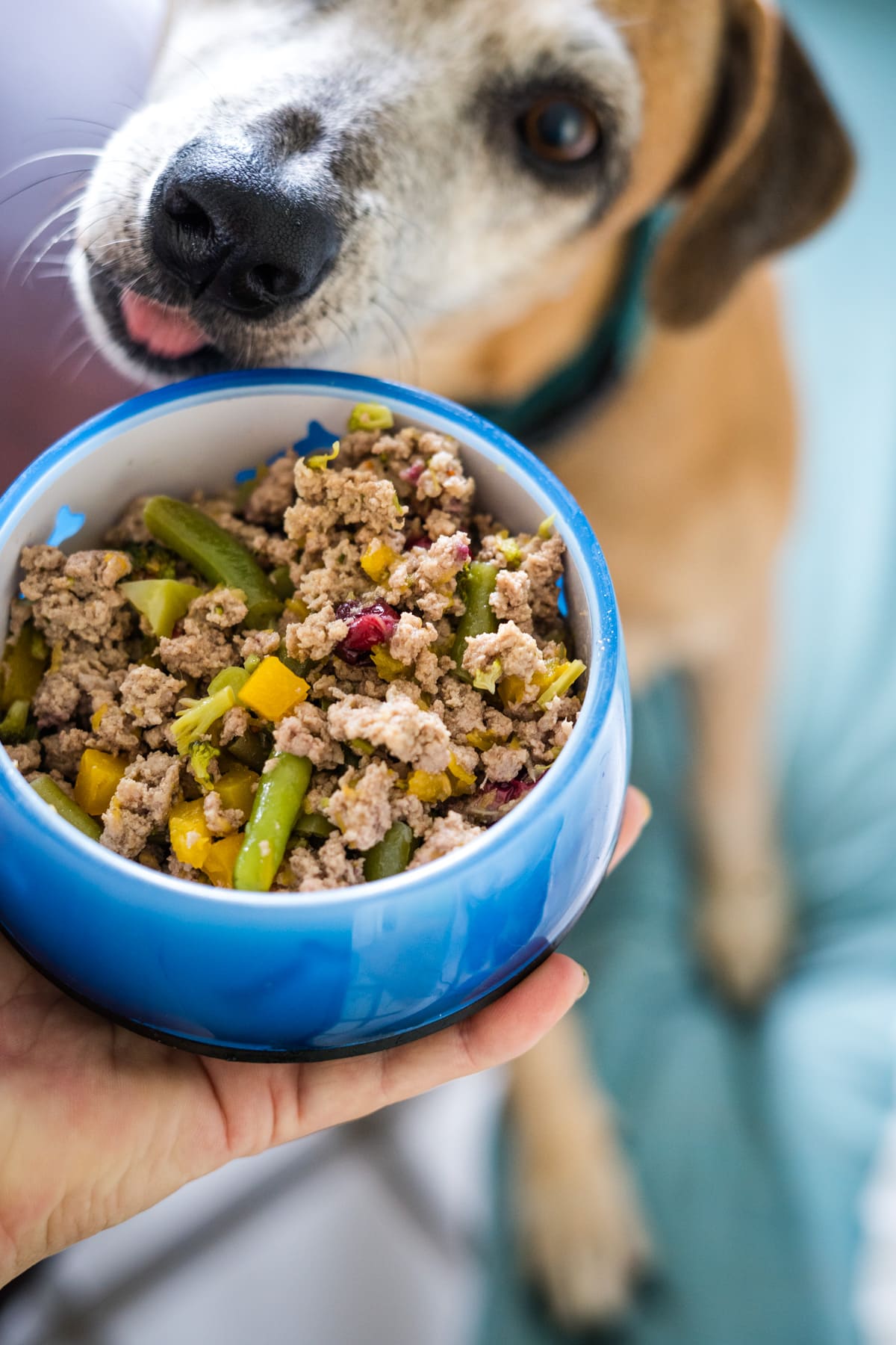 Thanksgiving Feast for Dogs: Homemade Dog Food Recipes