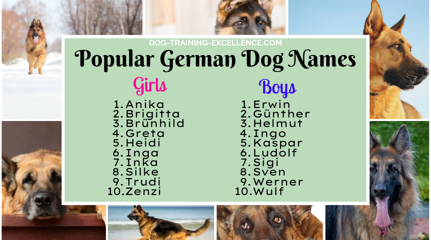 Top Picks: Best Female German Shepherd Dog Names for Your New Puppy