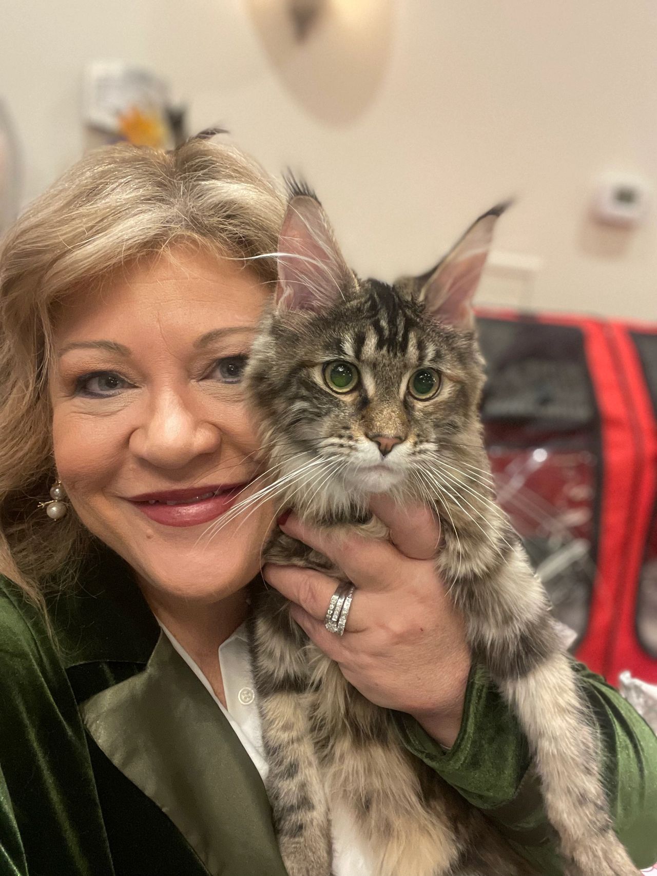 The Ultimate Guide to Female Maine Coon Cats