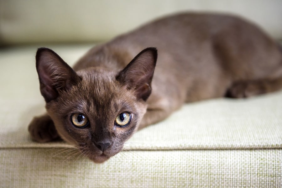 Choosing a Burmese Cattery: What You Need to Know