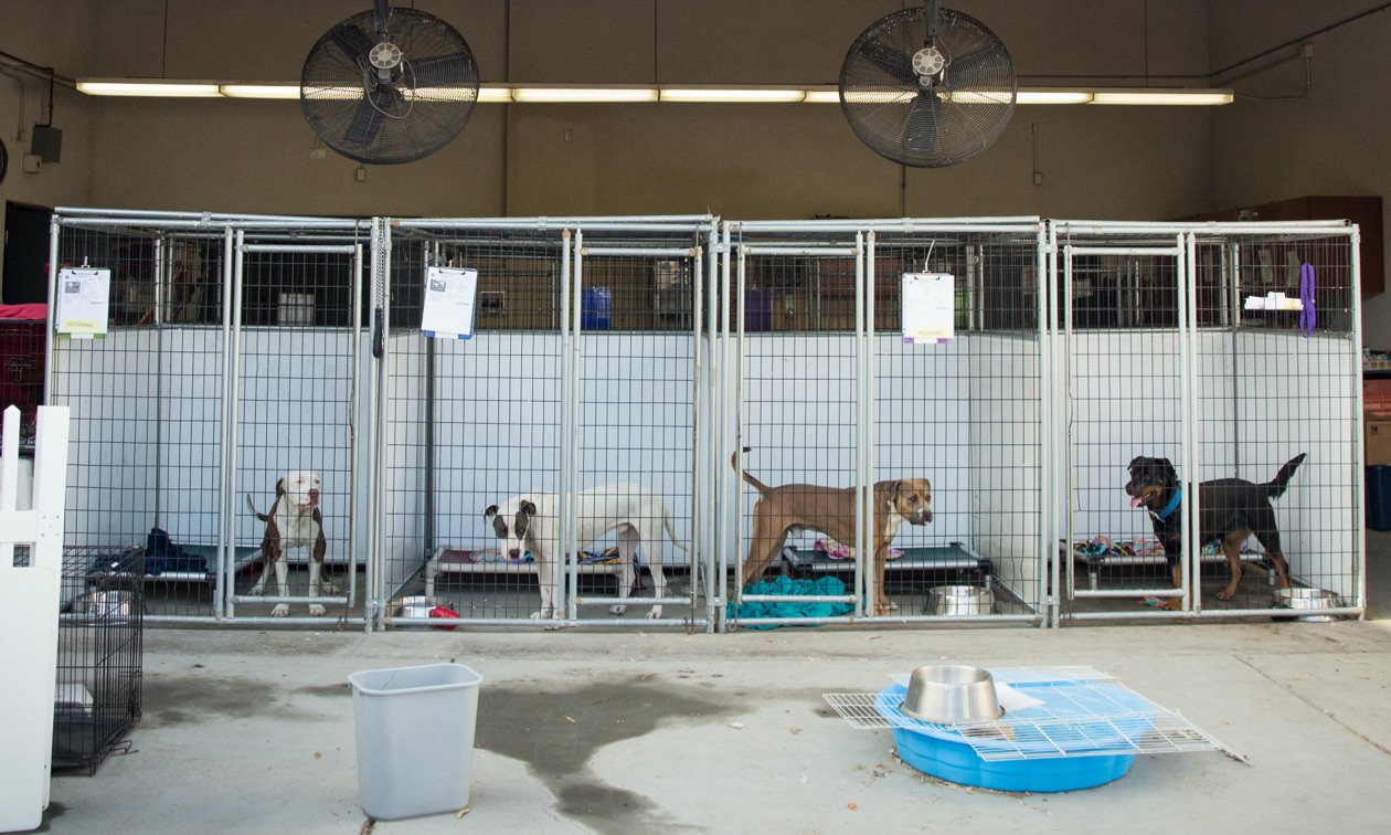 Home Vaccinations for Dogs: Will Kennels Accept Them or Not?