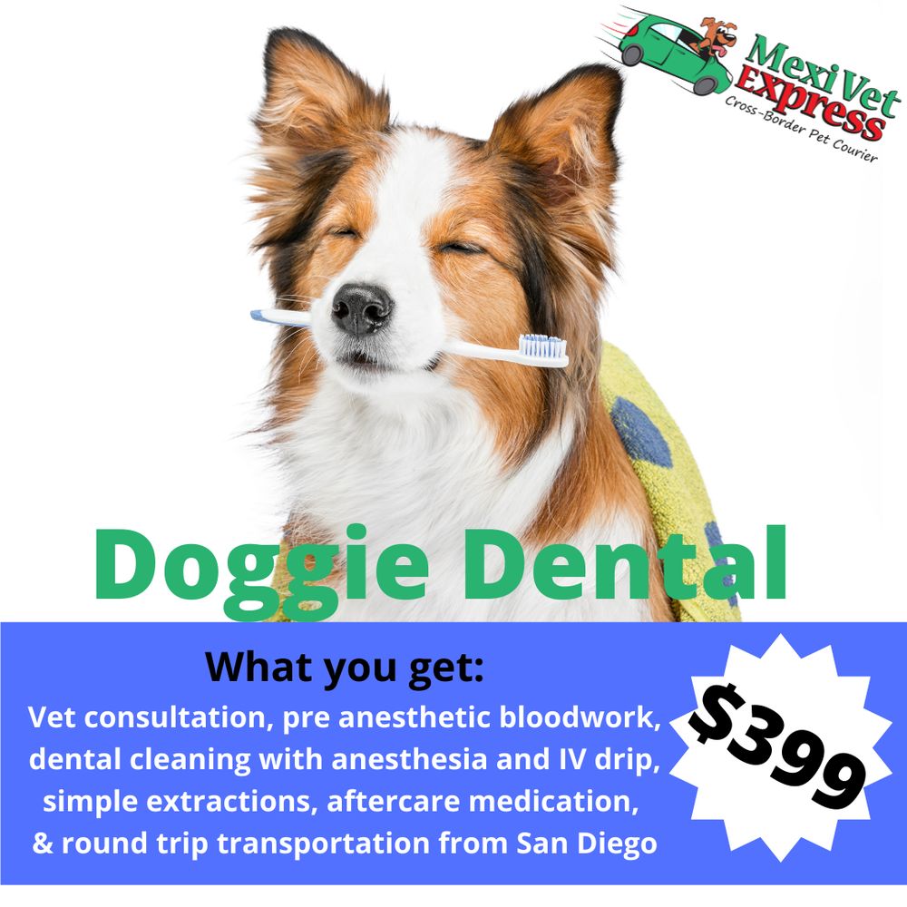 Low Cost Pet Teeth Cleaning Services: Find the Best Deals Near You
