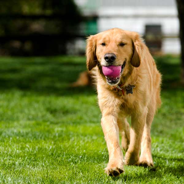 Weed and Feed and Pets: How to Protect Your Furry Friends