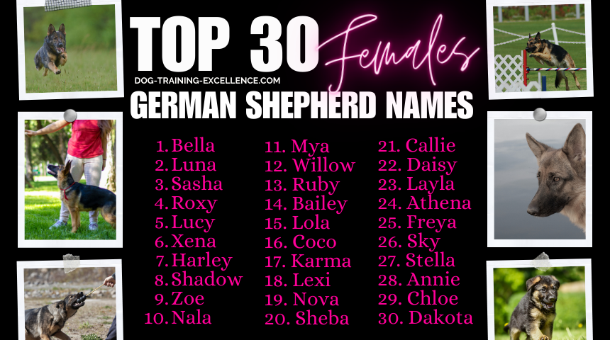 Top Picks: Best Female German Shepherd Dog Names for Your New Puppy