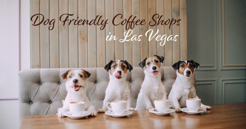 Unwind with Your Furry Friend: Dog Friendly Coffee Shops Near Me Now
