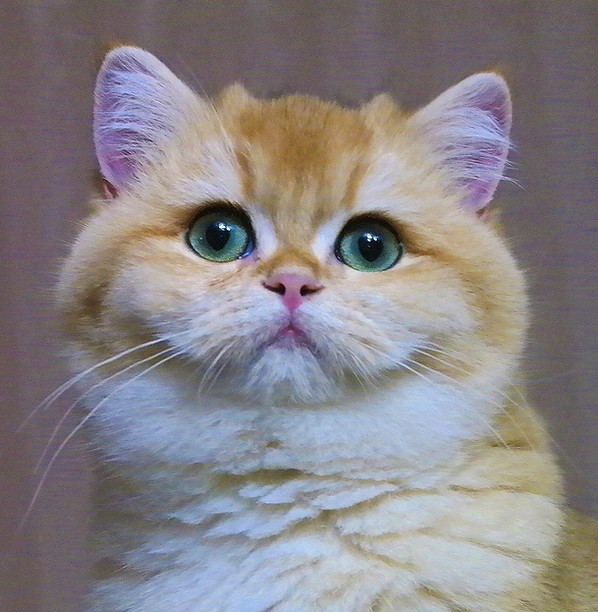 Looking for a British Shorthair? Golden Clans Cattery Has You Covered