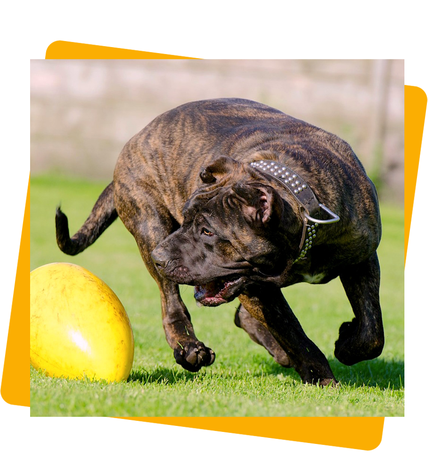 Choosing the Best Dog Food for Presa Canario: A Simple Guide