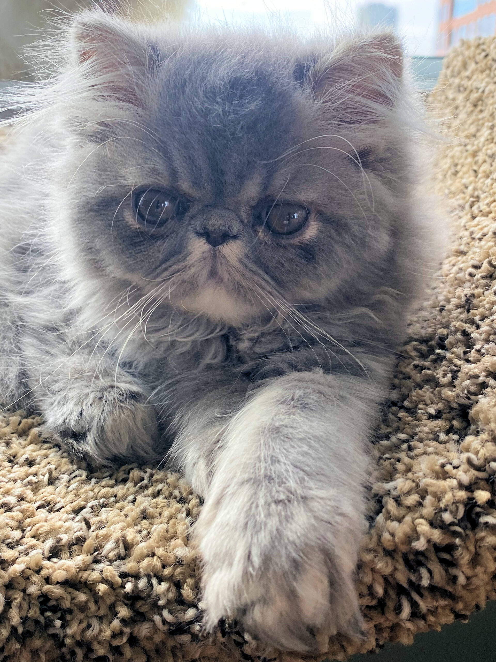 Top Persian Cats Breeders: Healthy and Happy Kittens