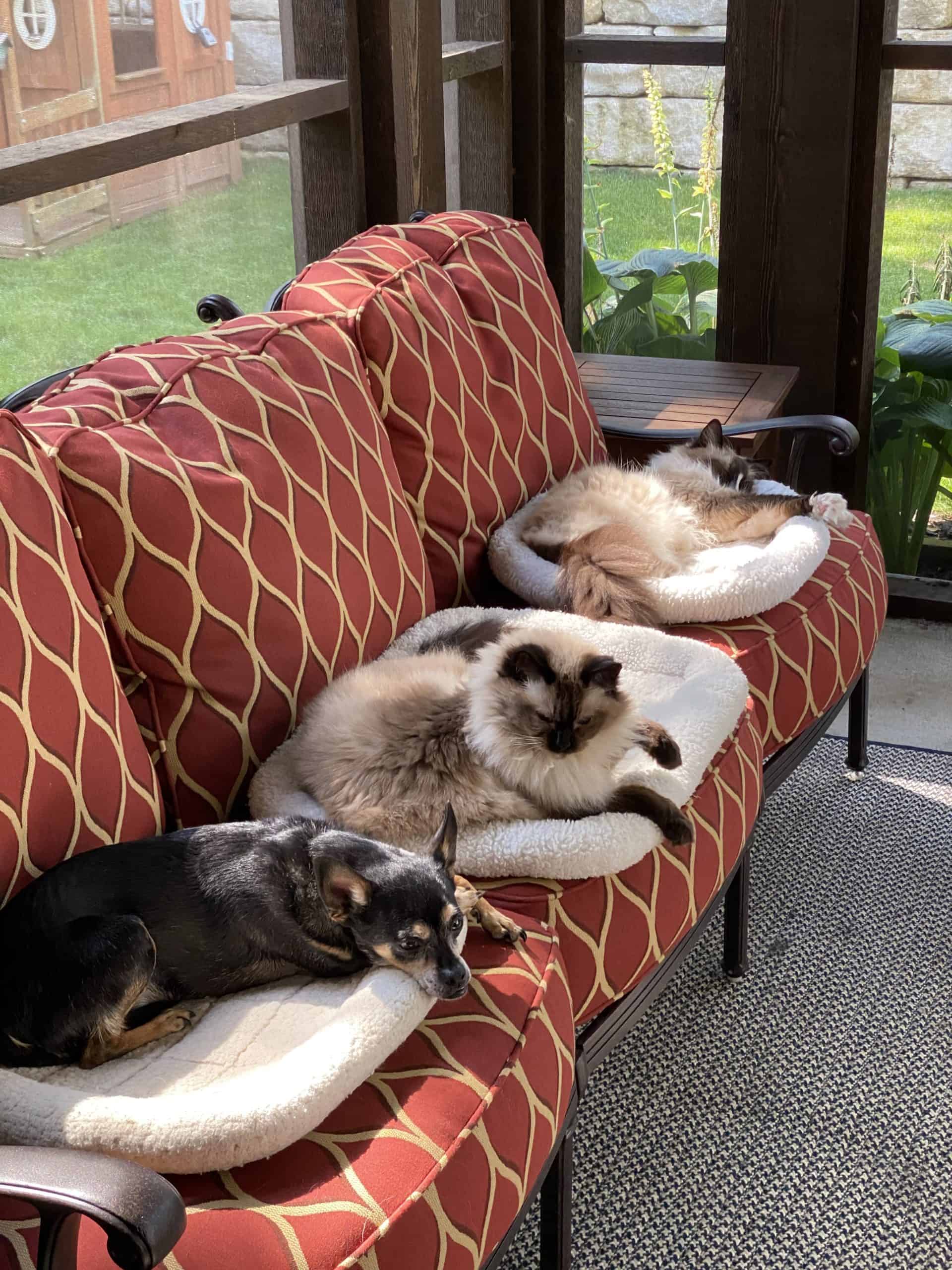 Are Ragdoll Cats Good With Dogs? Find Out in This Quick Guide!