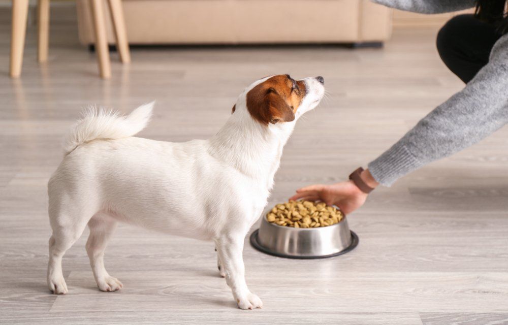 Show Dog Food: Top Picks for a Shiny Coat and Peak Performance