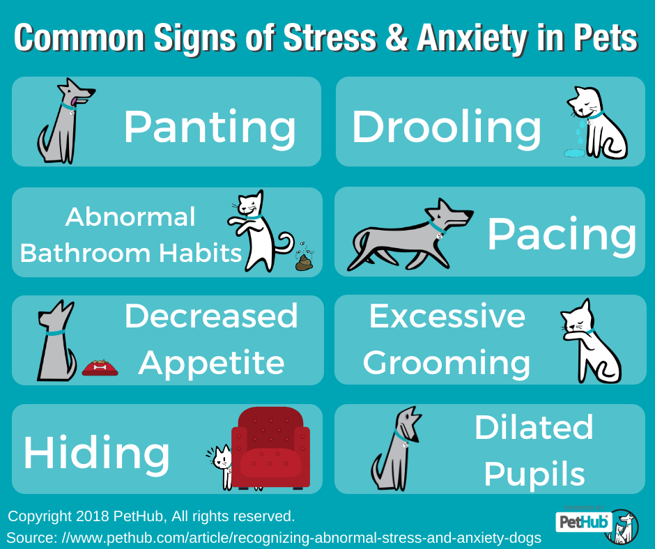 Spotting the Subtle Corgi Signs of Stress and Anxiety