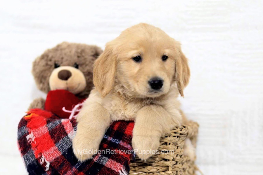 Light Golden Retriever Puppies: Cute, Cuddly, and Ready for Love