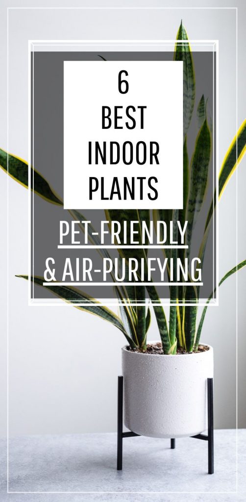Are These Air Cleaning Plants Safe for Pets? Check It Out!