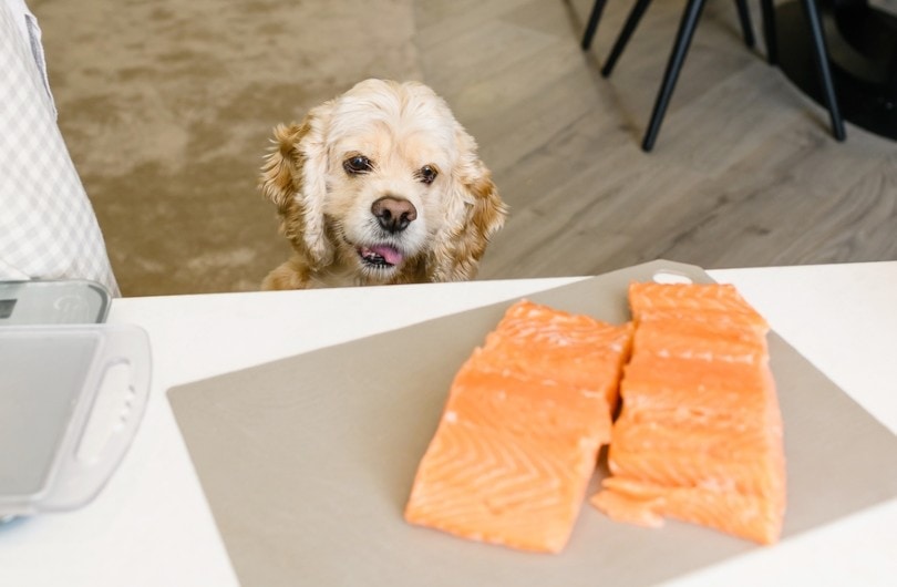 Is salmon for pet food good? Find out the benefits now!