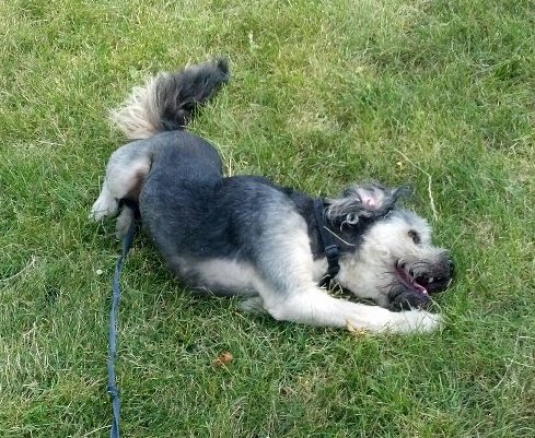 Is a German Shepherd Shih Tzu Mix Right for You?