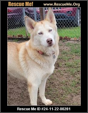 Ohio Siberian Husky Rescue: Give a Husky a Loving Home