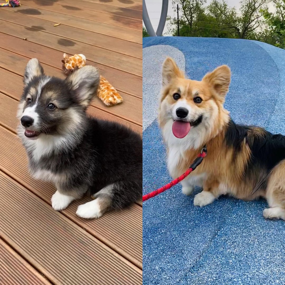Tricolor Cardigan Welsh Corgi Puppies: What You Need to Know