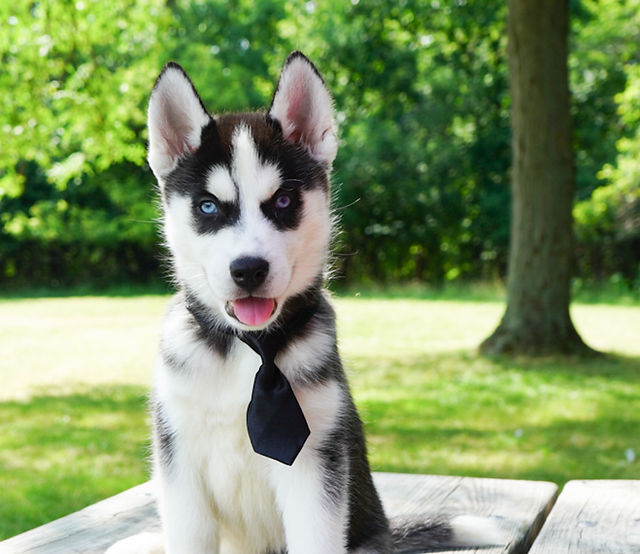 Siberian Husky Puppies for Sale in Chicago, IL: Reputable Breeders