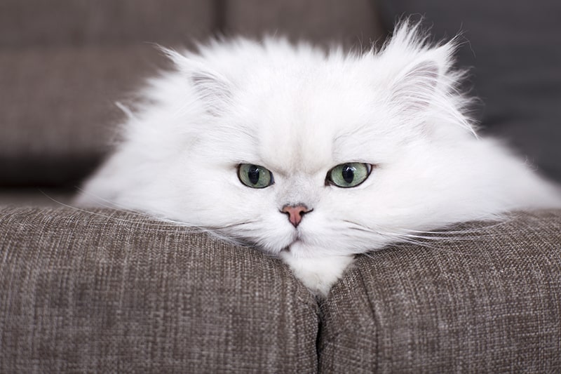 Is a Full Grown Teacup Persian Cat Right For You? Facts & Advice