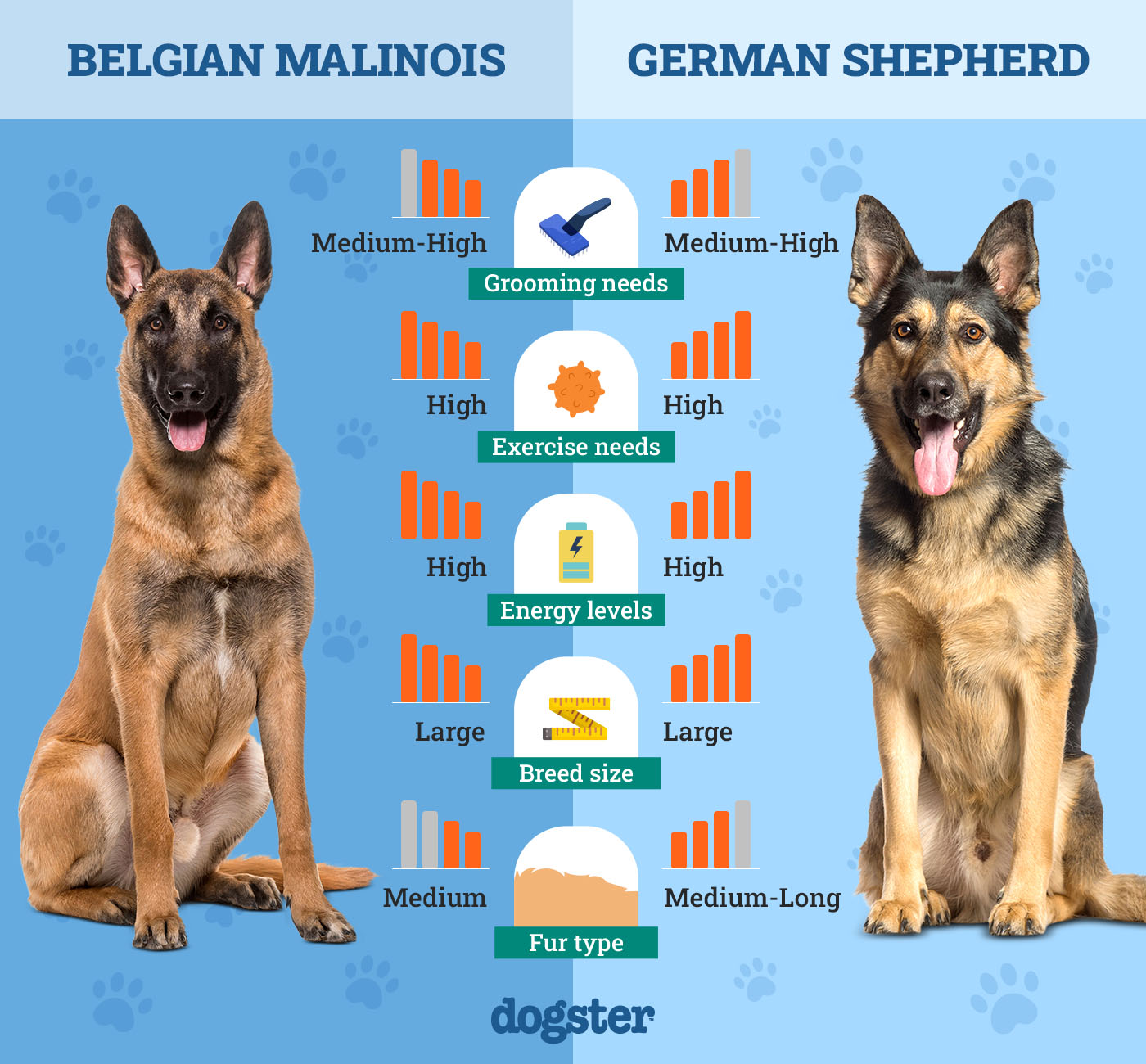 German Shepherd vs Malinois: Comparing Temperament and Training