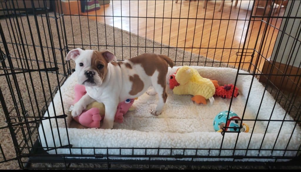 Confused About What Size Crate for an English Bulldog