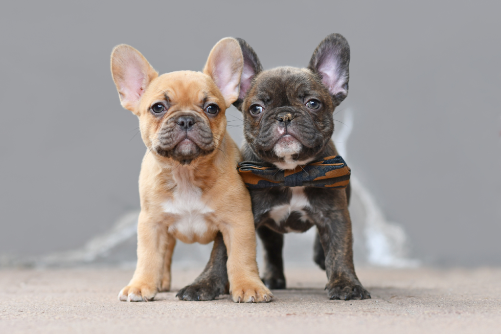French Mini Bulldog: A Guide to the Perfect Pocket-Sized Pup for You!