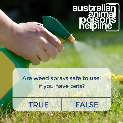 Keep Pets Away from Weed and Feed: Tips for Safe Use