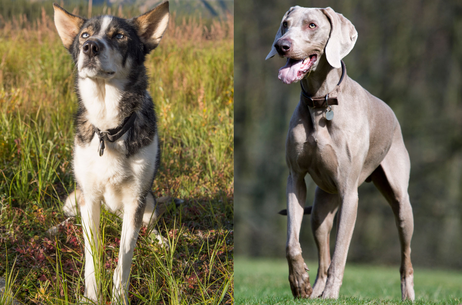 Is a Siberian Husky Weimaraner Mix Right for You?