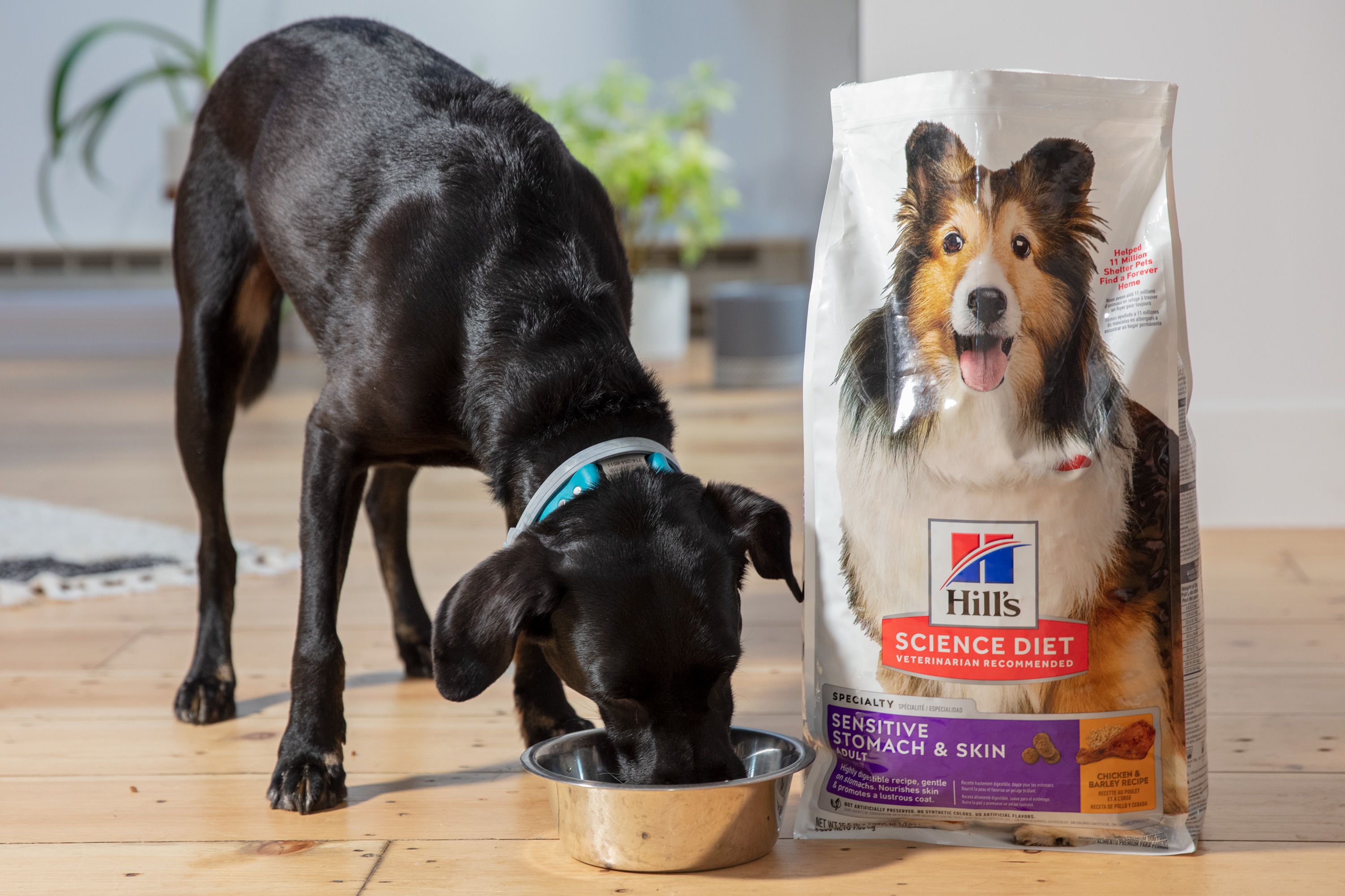 Best Canned Dog Food for Diarrhea: Top Picks for Sensitive Stomachs