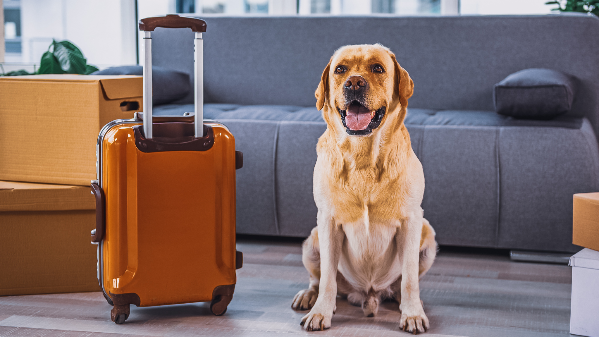 Leaving Your Pet? Best Pet Care While on Vacation Options
