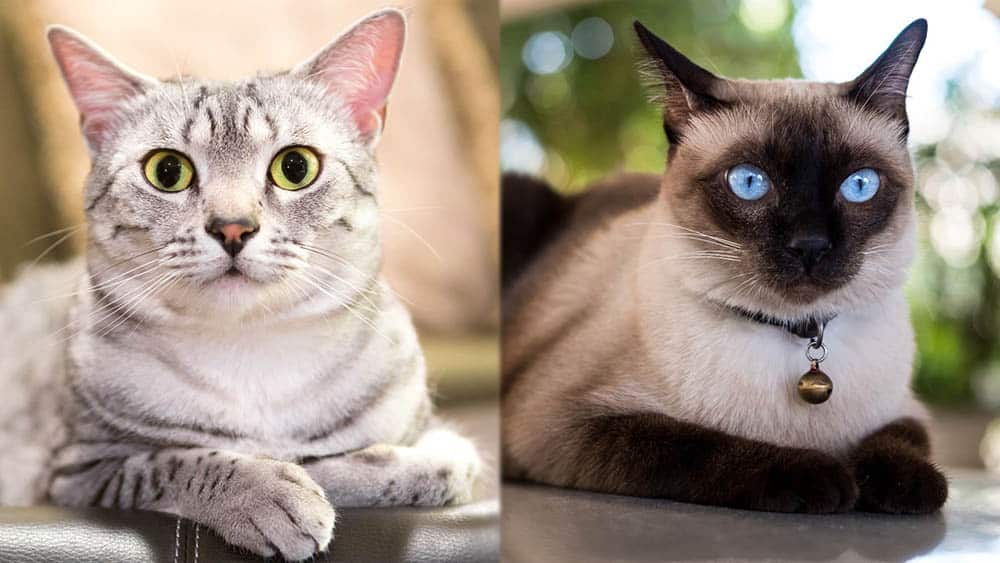 Siamese Cat Cross: Health and Lifespan? Get the Facts on These Mixes.
