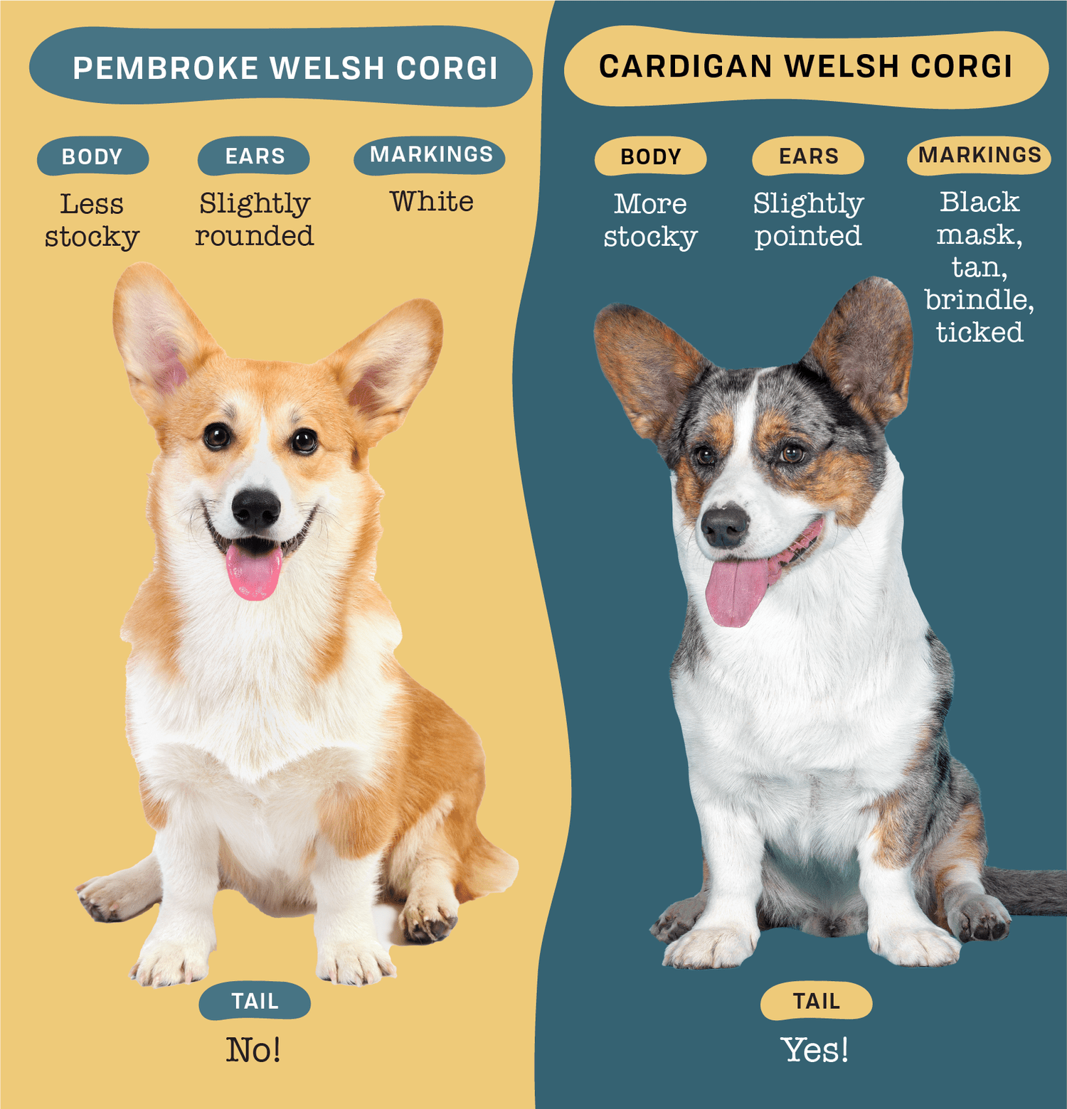 Welsh Corgi Cardigan and Pembroke: Whats the Difference (A Simple Guide for Dog Lovers)