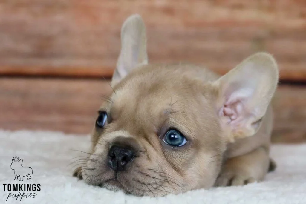 French Bulldog Fawn Care: Tips for a Happy and Healthy Pup