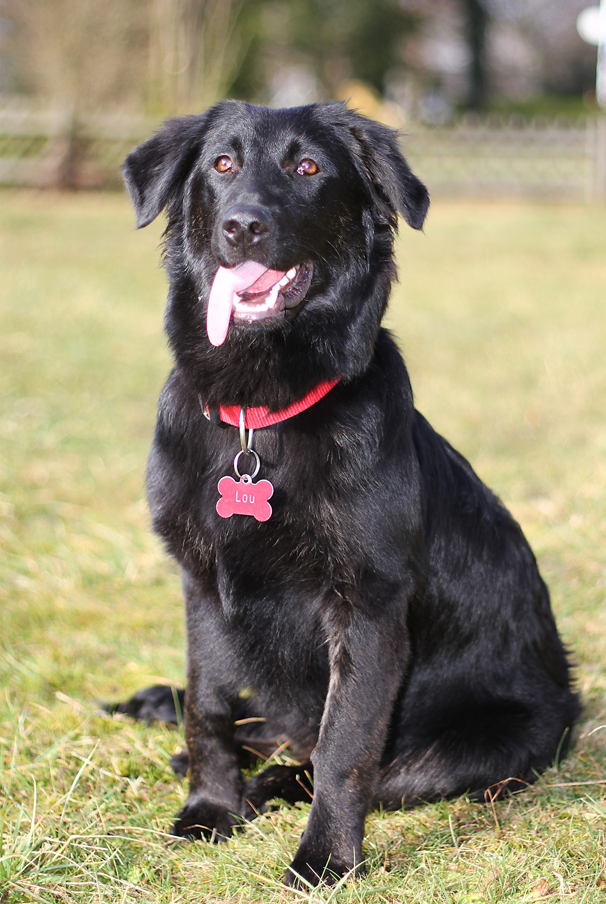 Best place to find a labrador retriever border collie mix for sale (Your guide to getting a healthy pup)