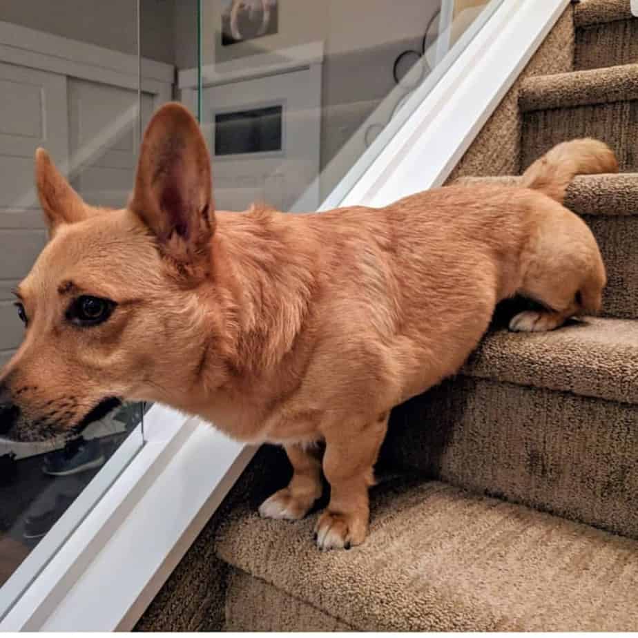 Meet the Corgi Fox Terrier Mix: A Comprehensive Look at This Hybrid Dogs Traits and Needs.