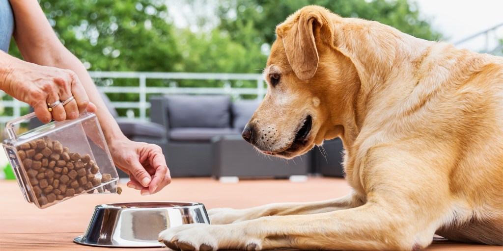 Best wet dog food for older dogs (Top Picks and Tips)